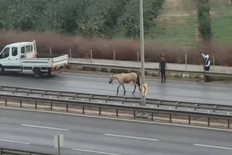 Bursa'da başı boş at kazaya neden oldu