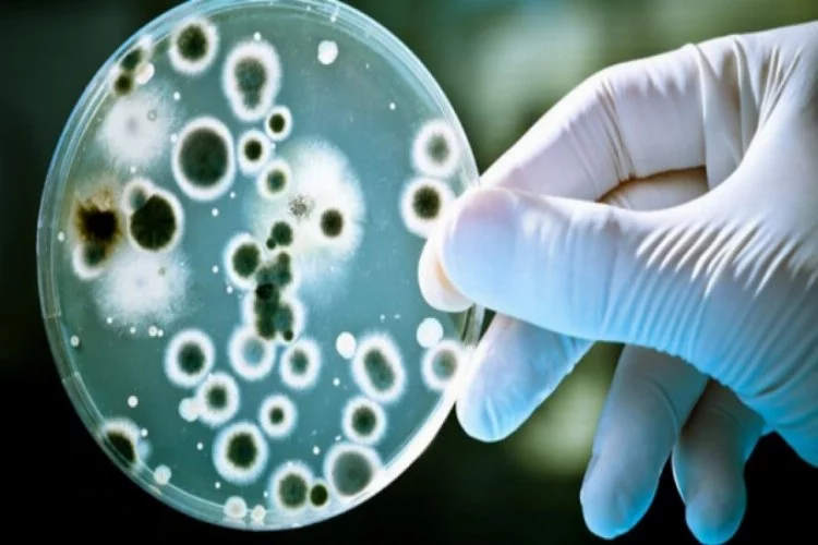 Çin'de bu defa 'brusella bakterisi' salgını paniği