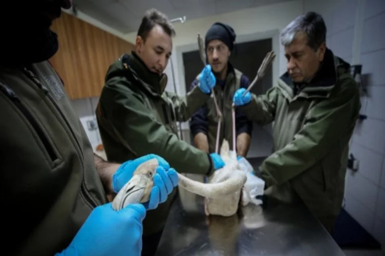Bursa'da 314 yaban hayvan tedavi edilip tabiata salındı