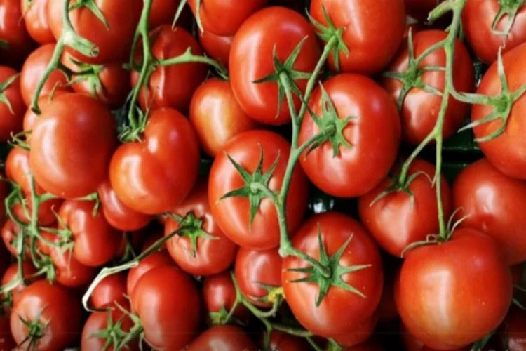 Rusya, Türkiye'den aldığı domates kotasını artırdı