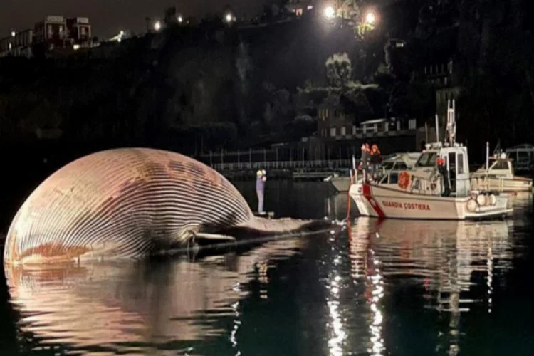 70 ton ağırlığında 23 metre uzunluğunda! İtalya'da ölü bulundu