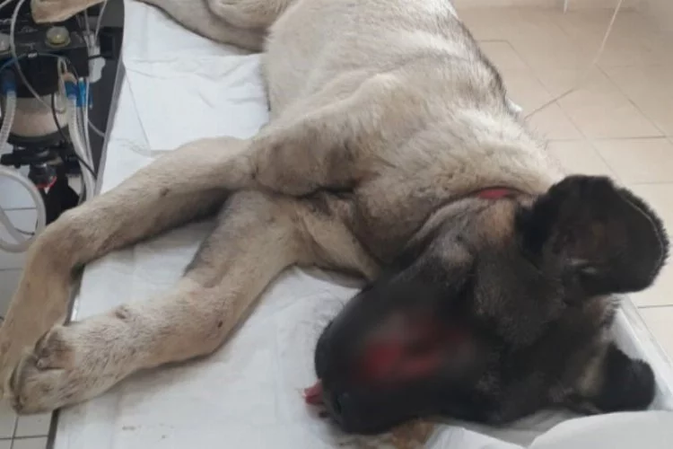 Yaralı köpek barınakta tedavi altına alındı