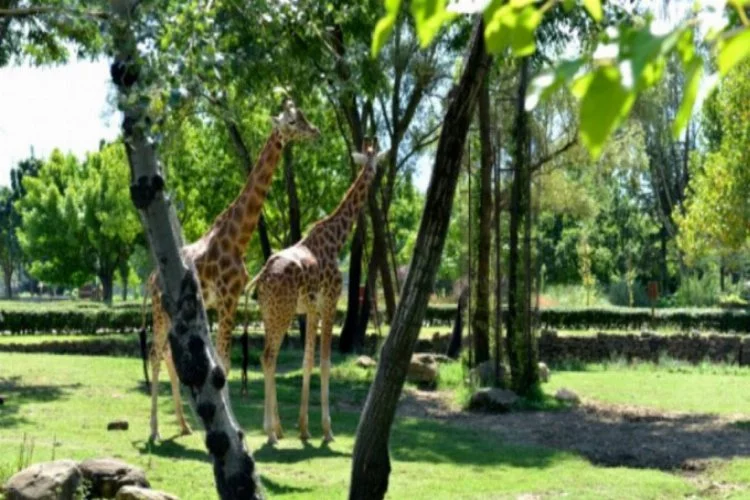 Bursa Hayvanat Bahçesi geçici olarak ziyarete kapandı