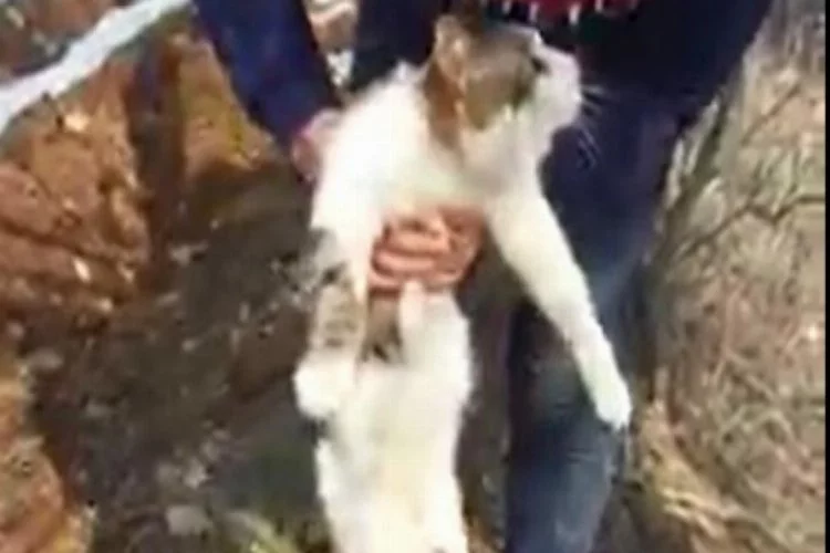 Bursa'da mahsur kalan kediyi kurtarmak için seferberlik