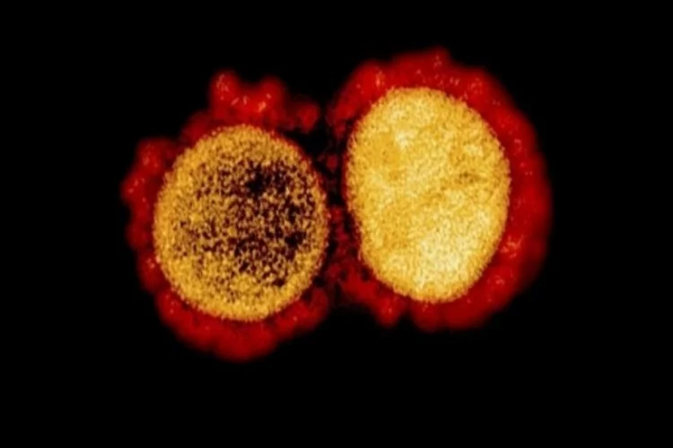 'Çift mutant' korona virüs varyantı ABD'ye sıçradı