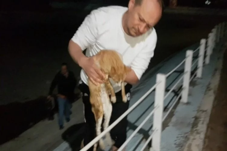 Bursa'da gölete düşen kediyi boğulmaktan kurtardı