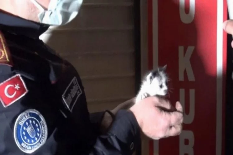 Bursa'da yavru kedileri kurtarmak için seferber oldular