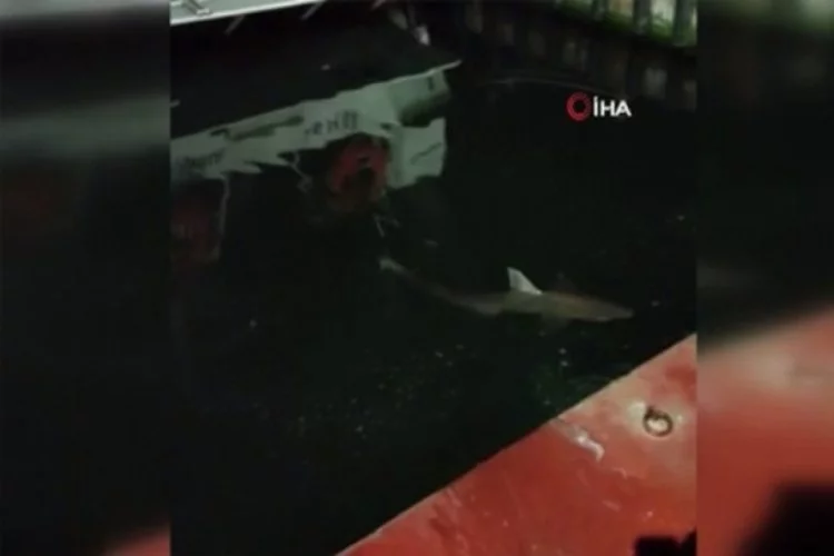 Haliç'te balıkçının oltasına köpek balığı takıldı