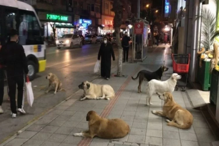 Gemlik'te sokak köpekleri tehlike saçıyor
