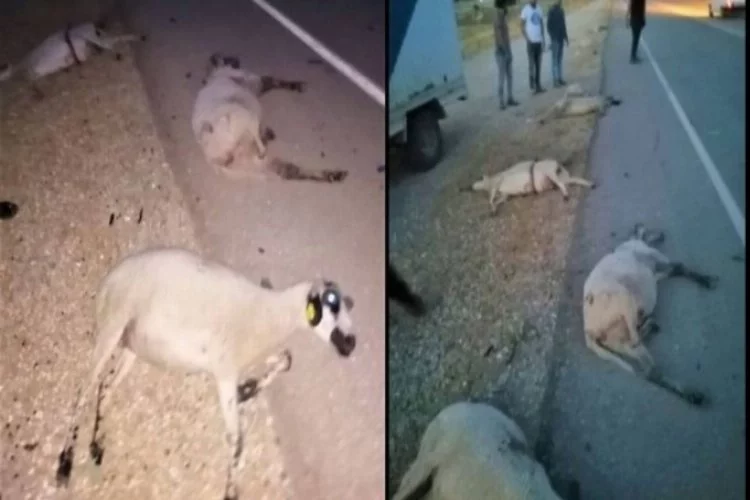Koyunları katletti, arkasına bile bakmadı!