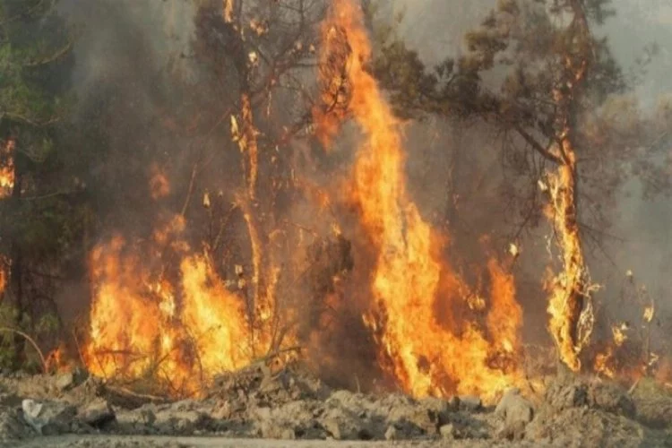 Orman yangınlarını önlemek için 4 önemli adım
