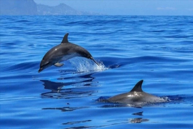 Tepki çeken festival: Çok sayıda balina ve yunus katledildi