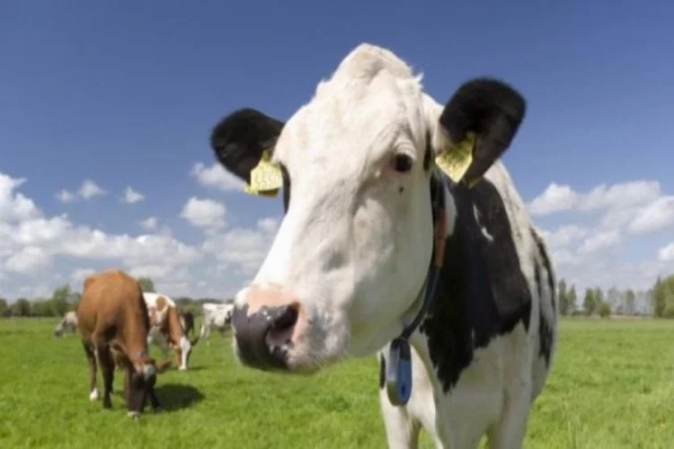 Almanya'da bilim insanlarından ineklere tuvalet eğitimi