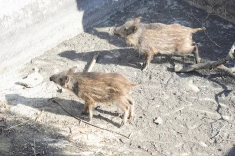 Sulama havuzuna düşen domuzları belediye ekipleri kurtardı