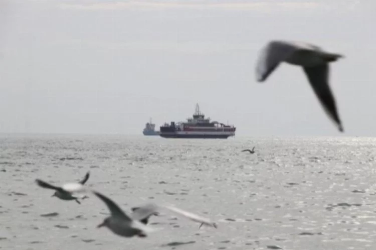 Marmara'da oksijen azalıyor! Daha az balık olabilir