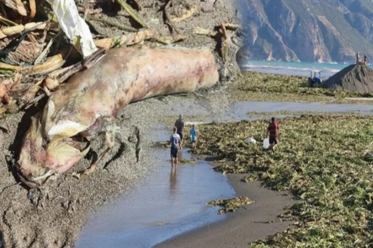 Samandağ sahilini kaplayan su canavarları için temizlik çalışması başlatıldı