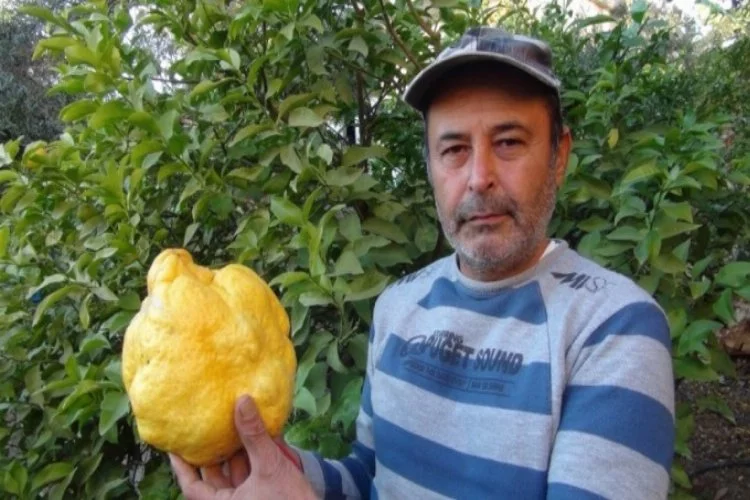 2 kilo 40 gram! Türkiye'nin en büyük limonu