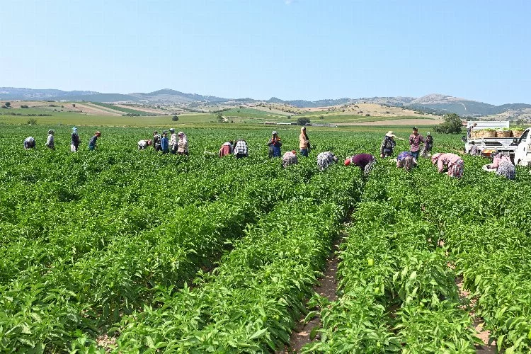 Başkan Aktaş'tan biber hasadı yapan çiftçilere ziyaret