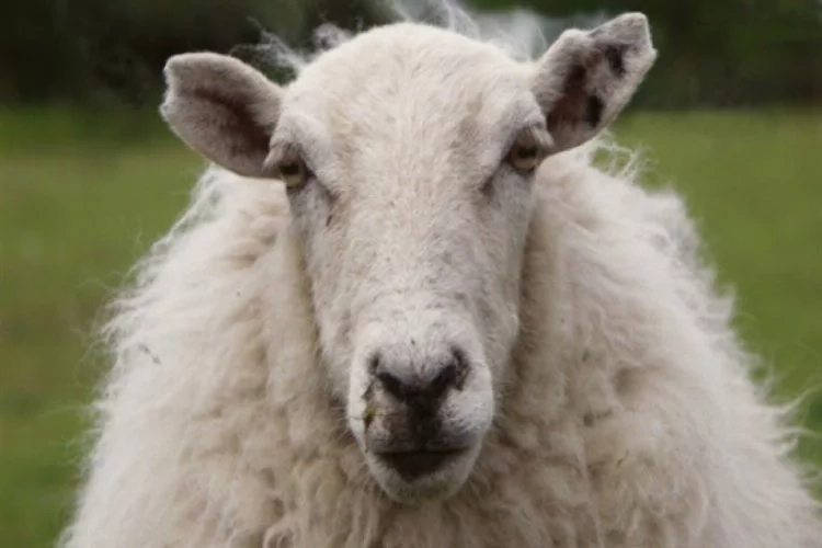 Yeni Zelanda polisi saldırgan koyunu arıyor