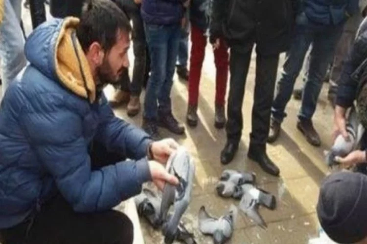 Güvercin katliamının nedeni belli oldu