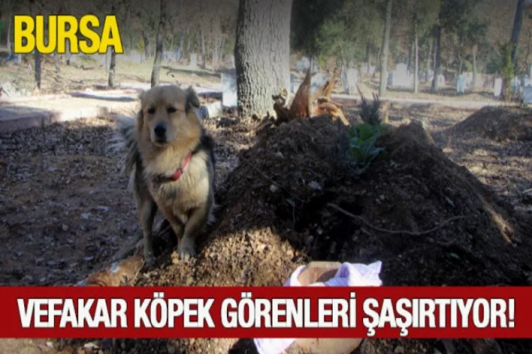 Bursa'da vefakar köpek sahibini unutmuyor