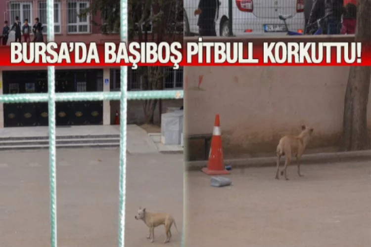 Bursa'da başıboş pitbull çocukları korkuttu