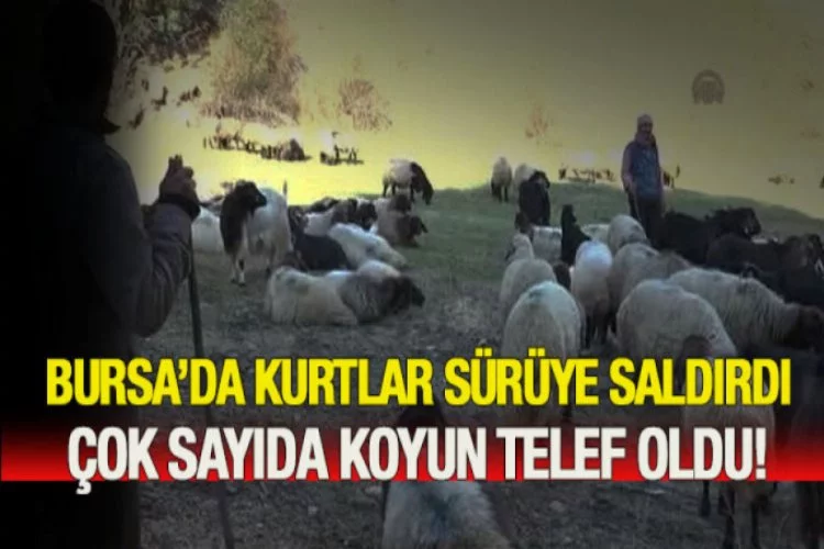 Bursa'da sürüye saldıran kurtlar dehşet saçtı
