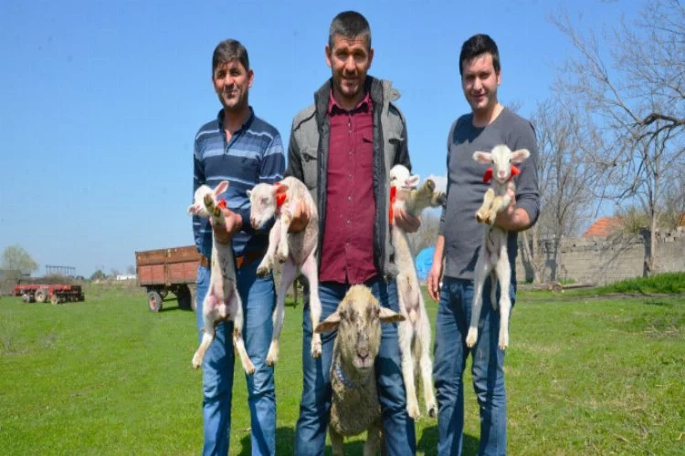 Bursa'da dördüz doğuran koyun şaşırttı