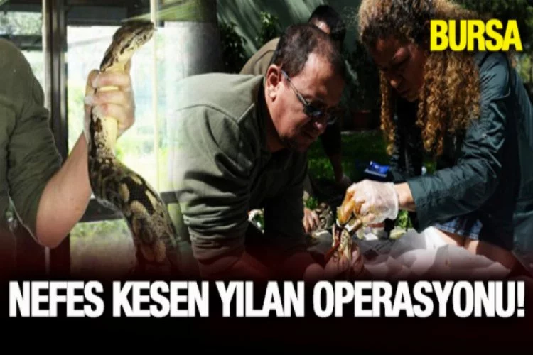 Bursa'da nefes kesen yılan operasyonu!