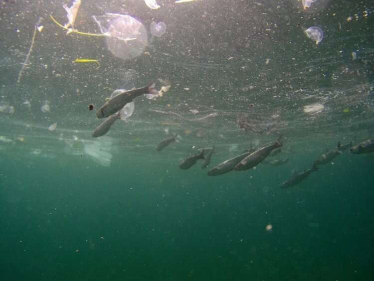 Denizdeki kirlilik su altı drone kamerasında