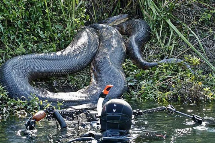 Amazon ormanlarının gölgesinde büyük yılanlar: Anakondaların yaşamı ve önemi