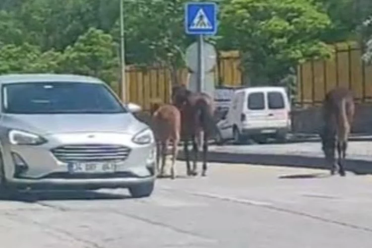 Ankara’da başıboş atlar trafiği tehlikeye soktu!