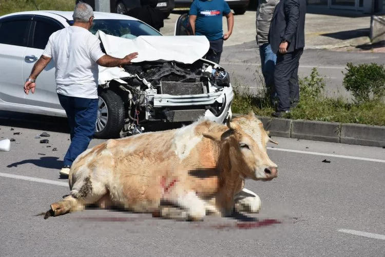 Aracın çarptığı büyükbaş hayvan ağır yaralandı