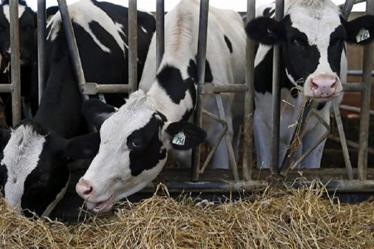 Araştırma Türkiye'de yapıldı! Türk müziği ineklerin süt verimini artırdı