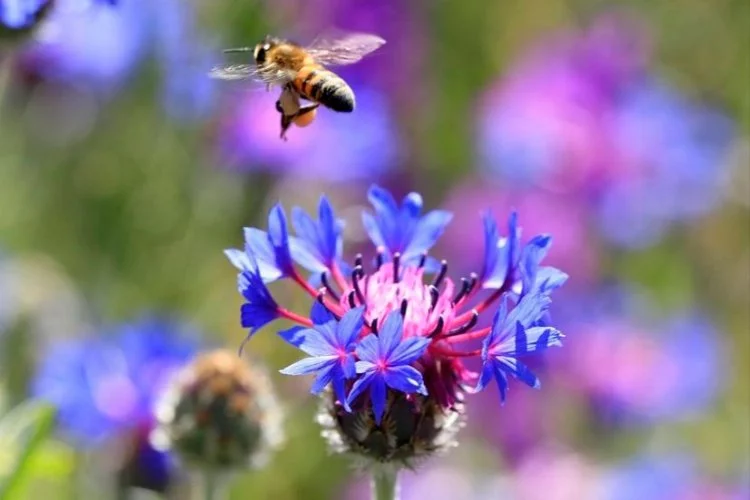 Arı ve arı ürünlerine karşı kontrolsüz ilaçlamaya dikkat!