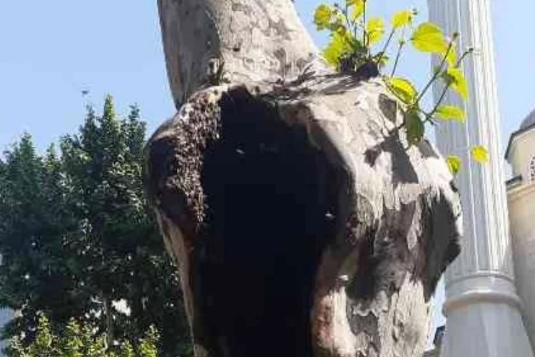 Arılar ağaç kovuğuna yuva yaptı