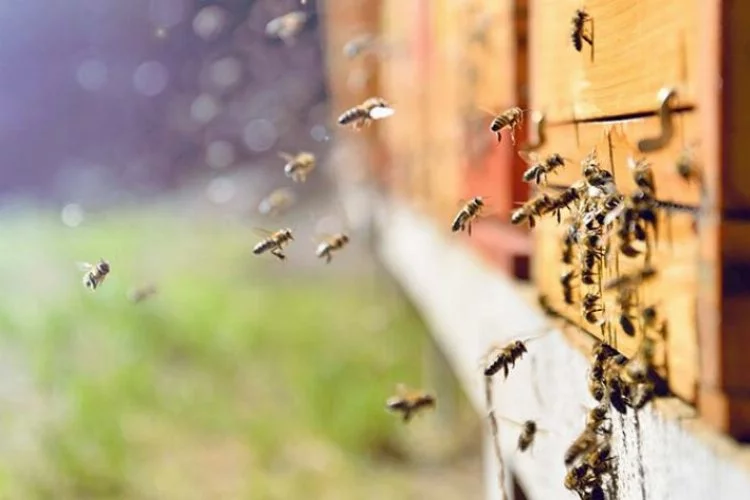 Arılar yok olursa ne olur?
