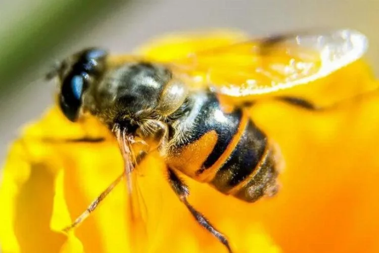 Arıların gizemli ölümü: Bilimin arayışı