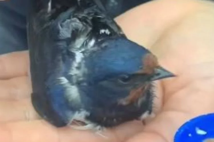 Artvin’de minik kuş kalp masajıyla hayata döndürüldü!