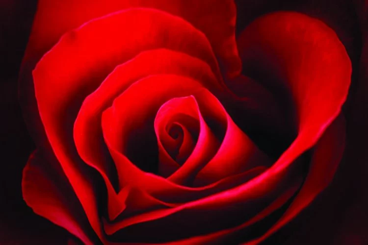 Aşkın ve romantizmin simgesi: Gül çiçeği
