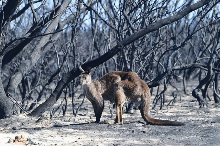 Avustralya'da orman yangınları! 14 bin hektar alan kül oldu