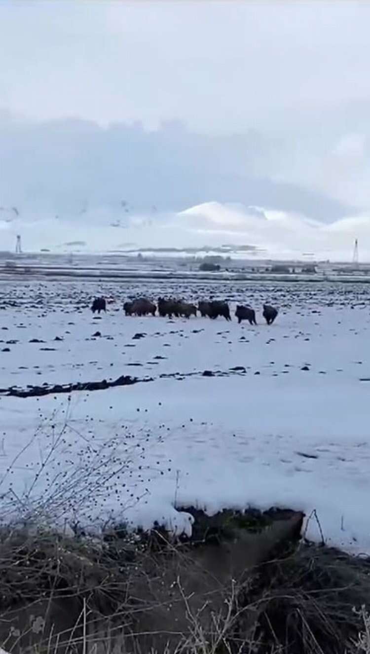 Erzurum'da domuz sürüsü aç kalınca köye indi!-Bursa Hayat Gazetesi-2