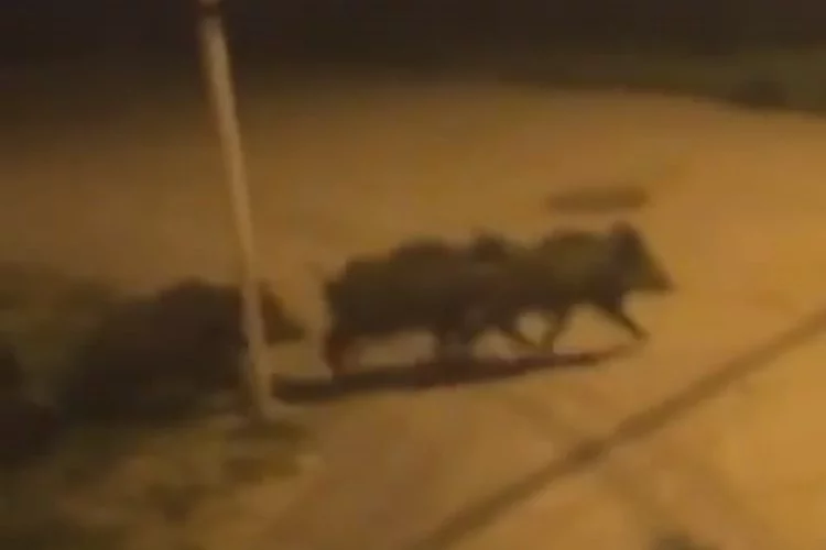 Bursa şehir merkezinde domuz sürüsü görüldü