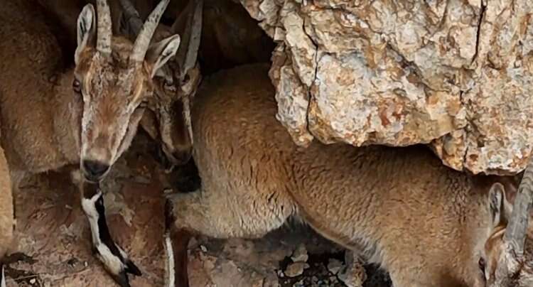 Munzur'da vahşi yaşamın güzelliği: Ayılar ve dağ keçileri görüntülendi-Bursa Hayat Gazetesi-2