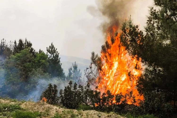Denizli'de orman yangını büüymeden söndürüldü
