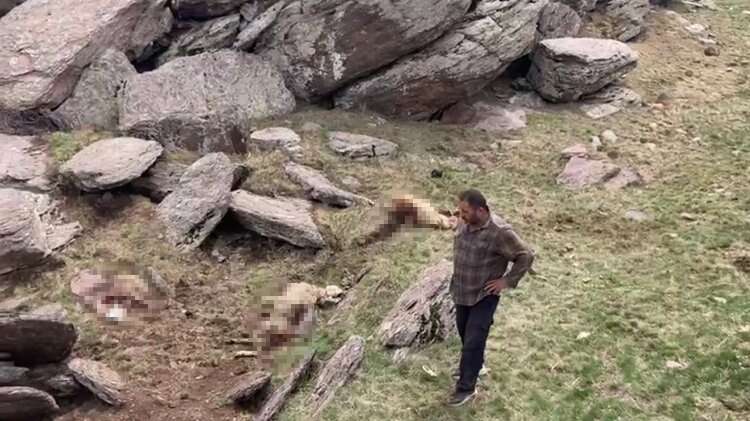 Kars’ta 70 koyuna kurt saldırısı!-Bursa Hayat Gazetesi-2
