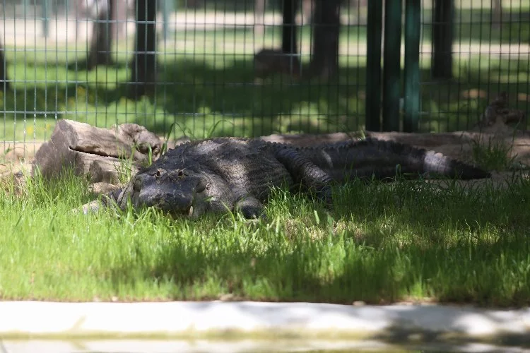 Bursa Hayvanat Bahçesi'nin yeni üyesi Amerika Alligatörü