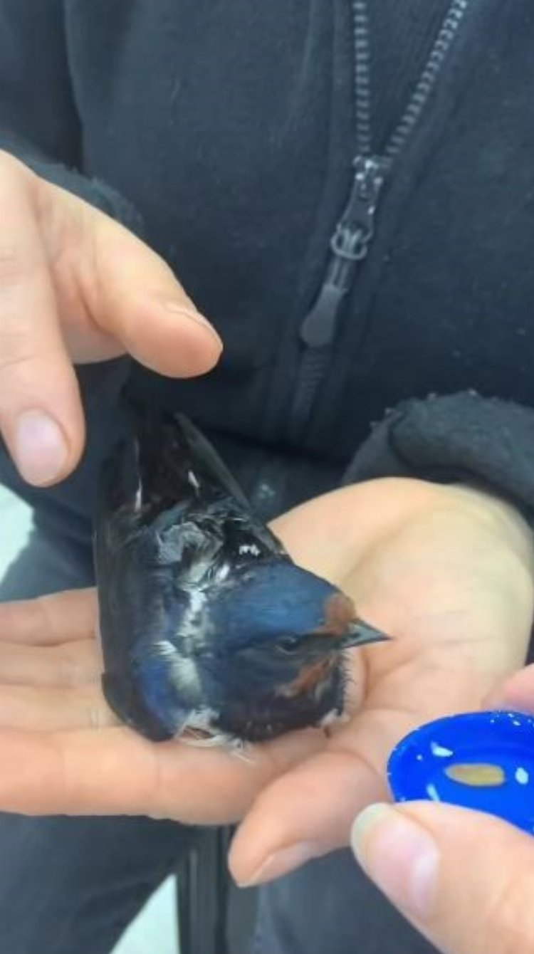 Artvin’de minik kuş hayata döndürüldü!-Bursa Hayat Gazetesi-2
