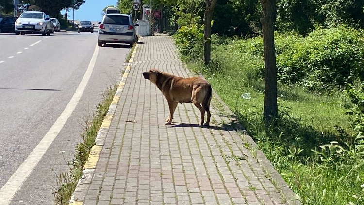 Kocaeli'nde başıboş sokak köpeği dehşeti!-Bursa Hayat Gazetesi-3
