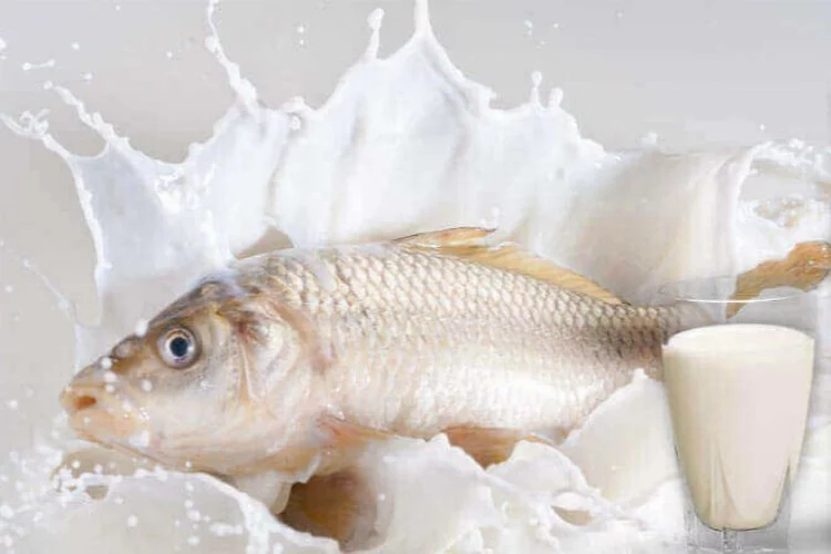 Balık yedikten sonra süt ürünleri tüketilmemeli: Bilimsel çalışmalar ne diyor?